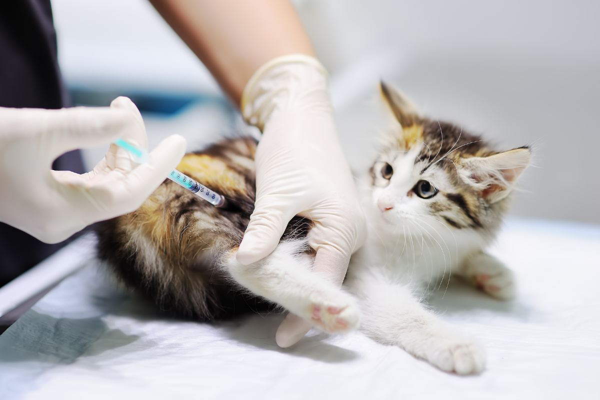 FVRCP Vaccine for Cats What Cat Owners Should Know Fursure Blog